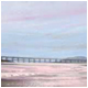 Silvery tay