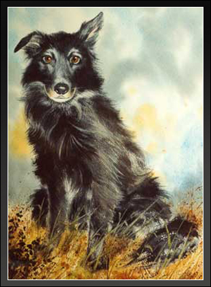 Collie