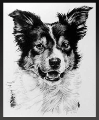 Rough Collie