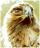 Golden Eagle