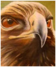 Golden eagle