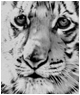 Tiger Cub